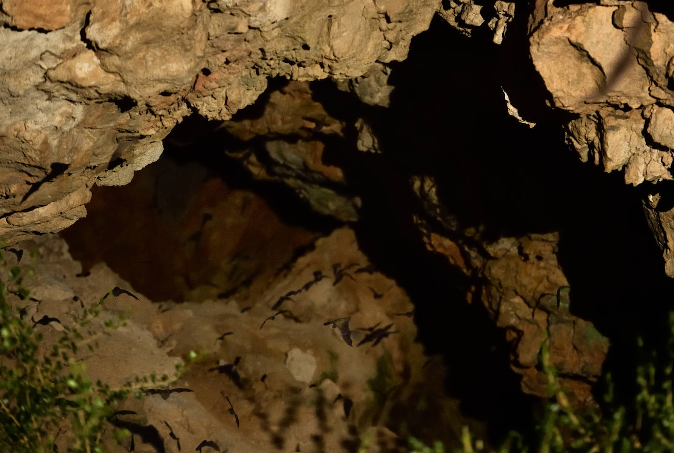 Fotos: La vida secreta del murciélago ratonero patudo