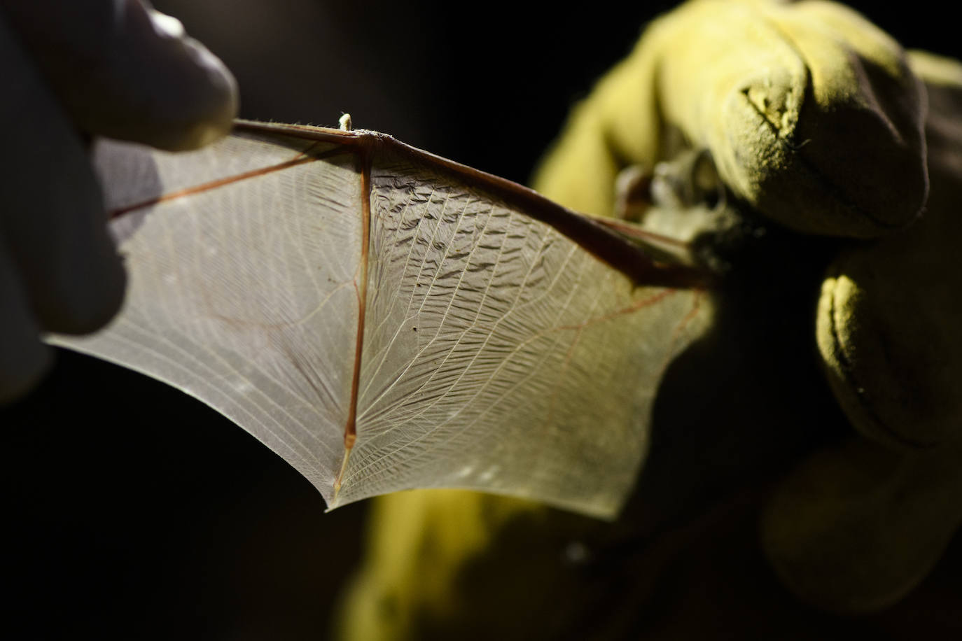 Fotos: La vida secreta del murciélago ratonero patudo