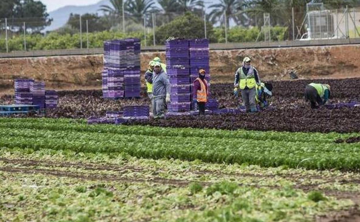 Trabajadores en el campo de Cartagena recolectan lechugas, en una imagen de archivo.