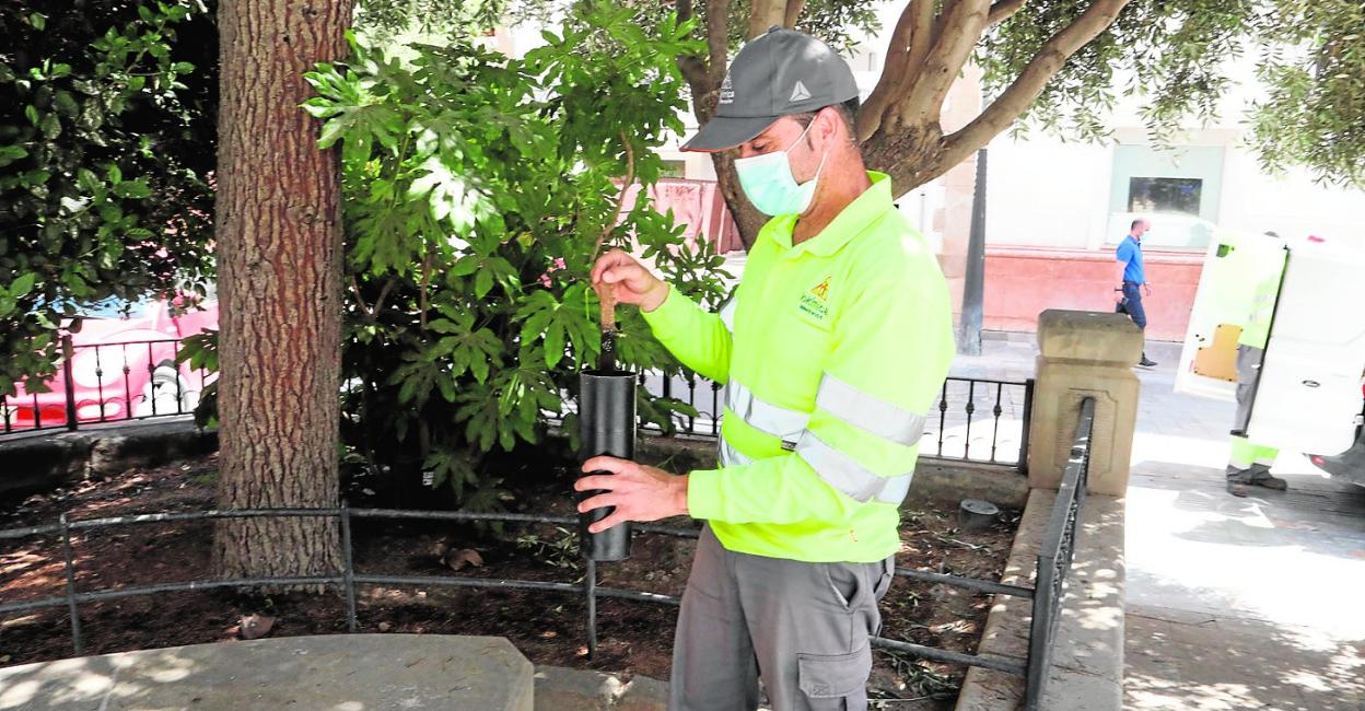 Un operario durante la recogida de muestras en una de las trampas de mosquito tigre instalada en la plaza de Saavedra, ayer. 