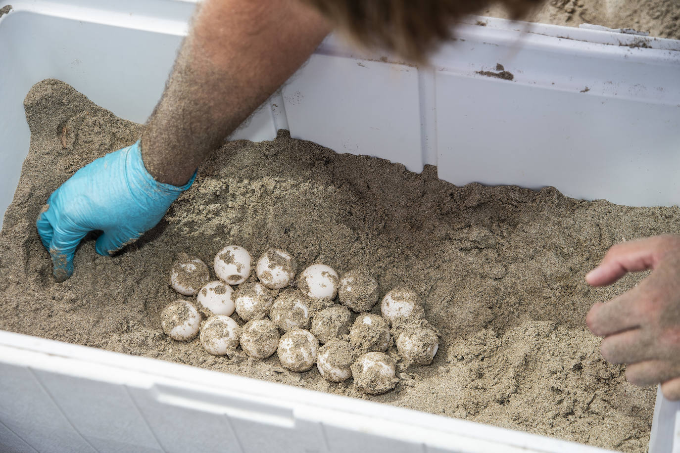 Fotos: Una tortuga boba anida en La Manga