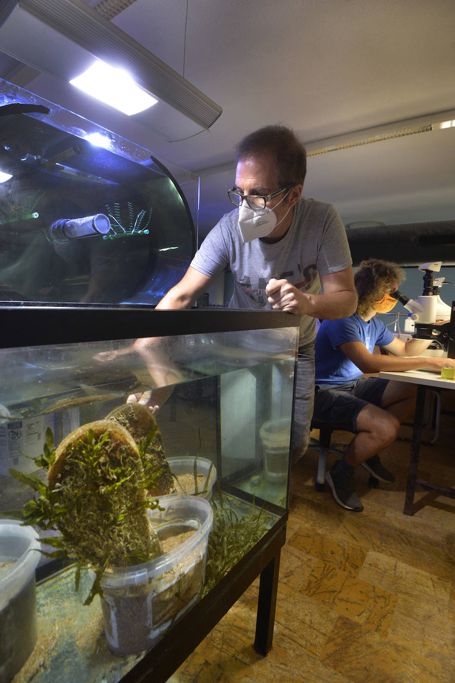 Emilio Cortés manipula una nacra en un tanque del Acuario de la UMU.