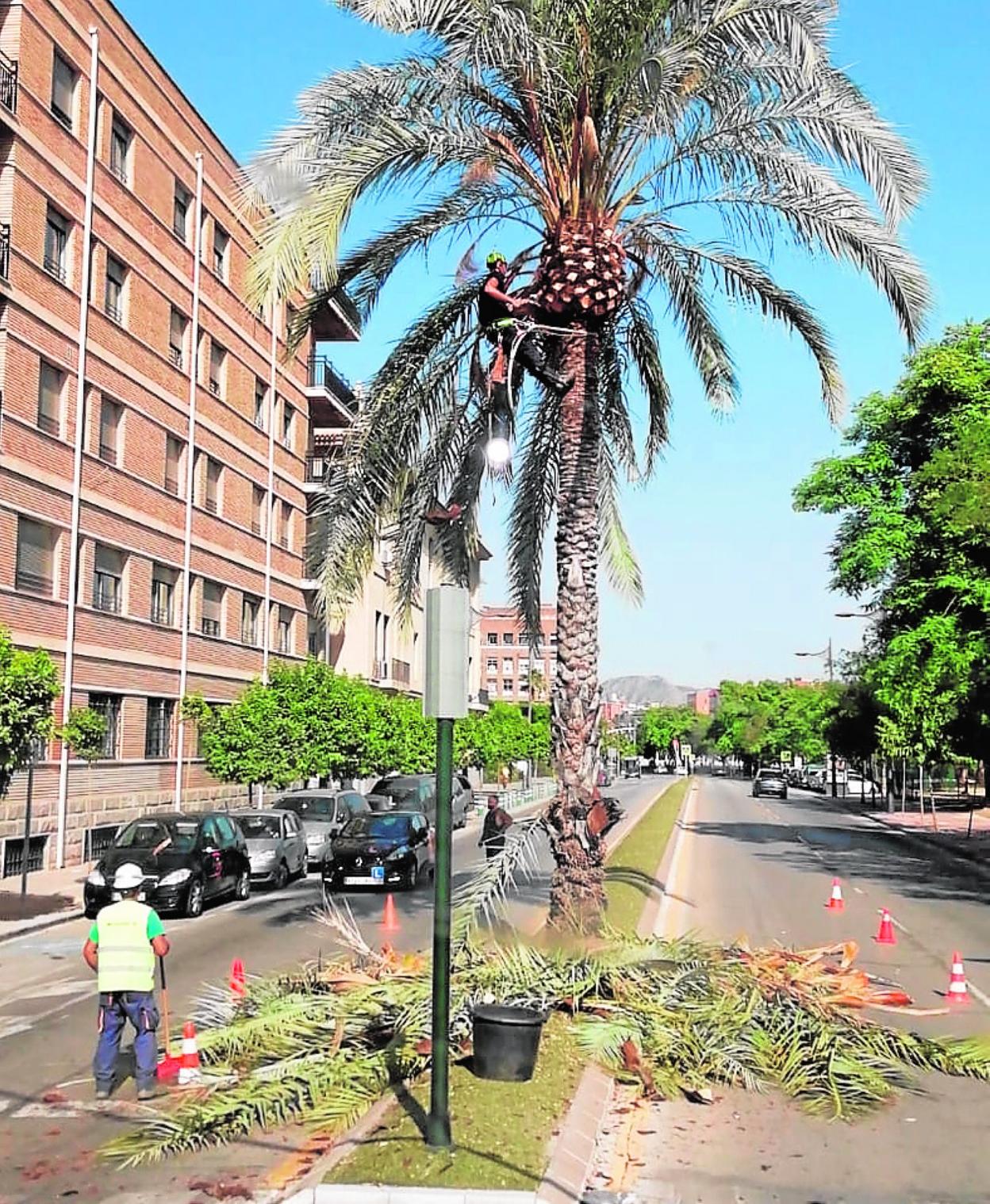 Dos operarios realizan las labores de poda, ayer, en Murcia. 