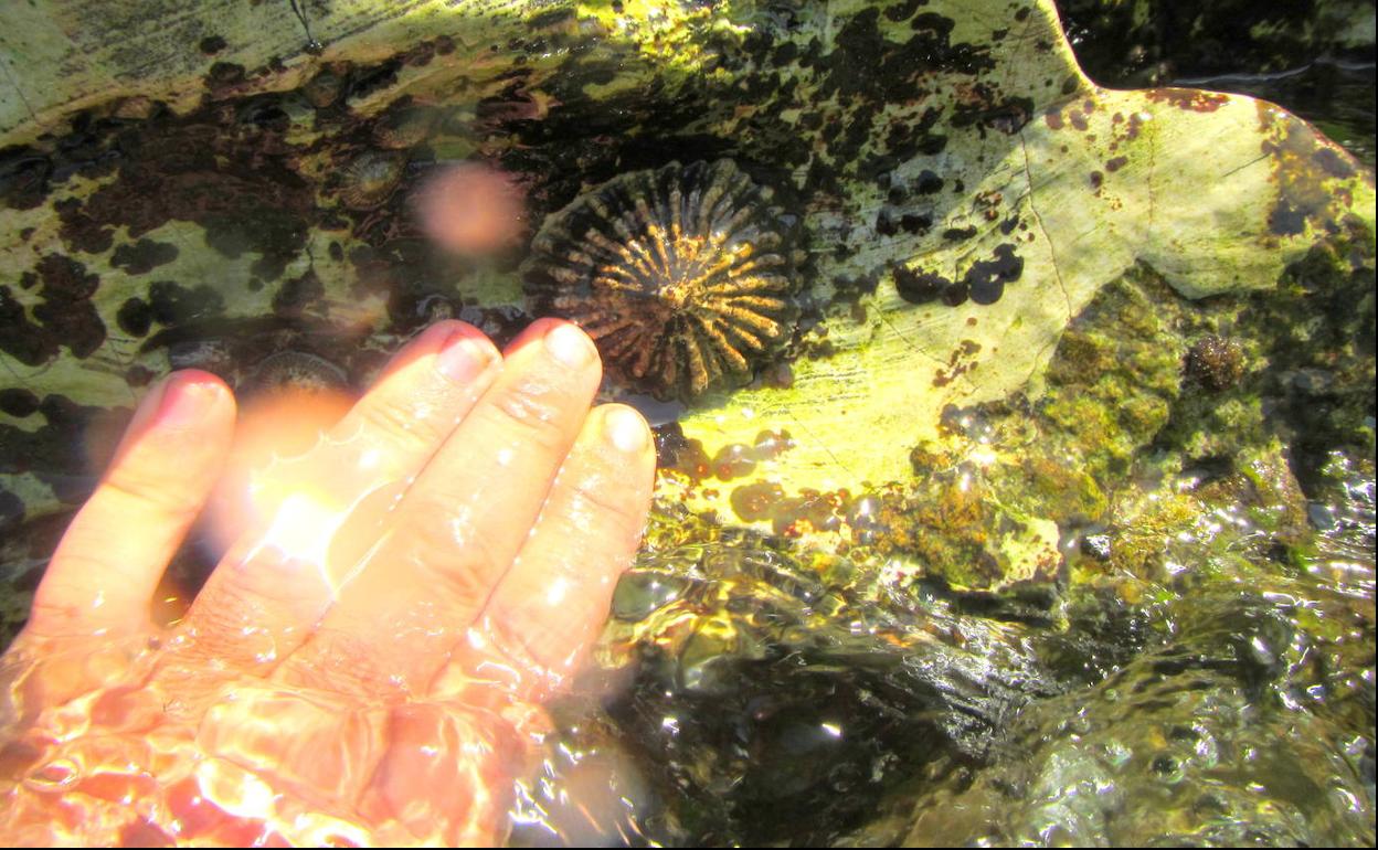 Ejemplar de 'Patella ferruginea' en una roca del litoral mediterráneo.