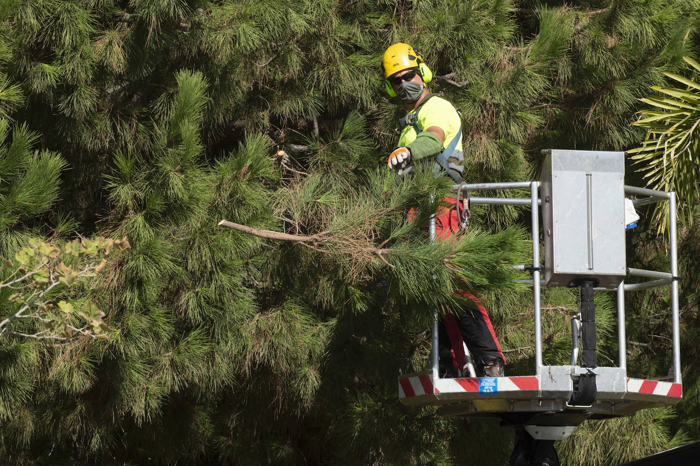 Fotos: Trabajos de limpieza y desinfección diarios en los parques de Murcia