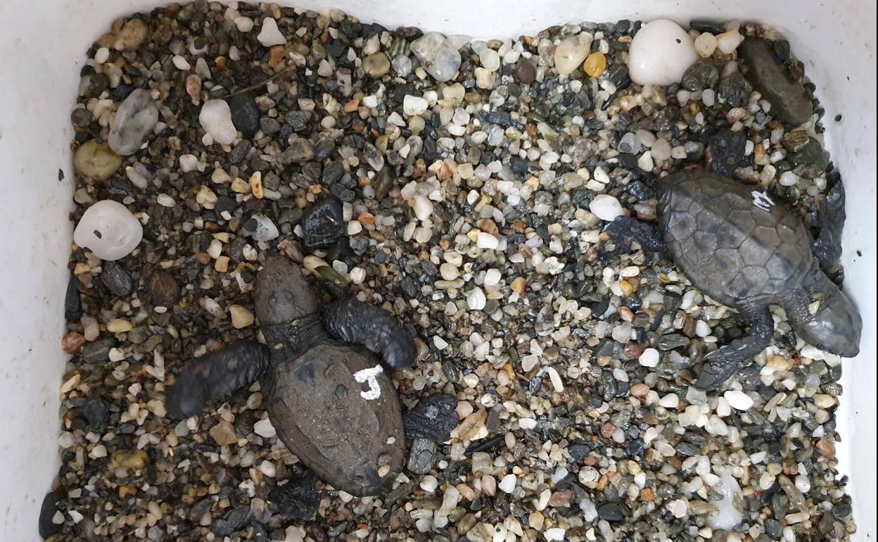 Los dos neonatos de tortuga boba rescatados en el nido de Calnegre (Lorca).