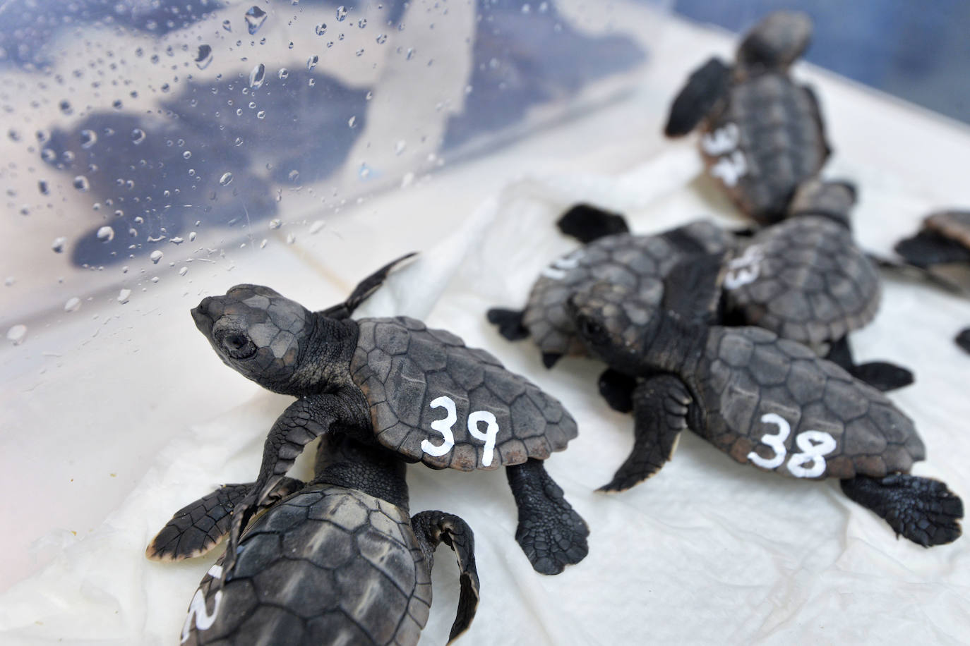 Fotos: 43 tortugas bobas