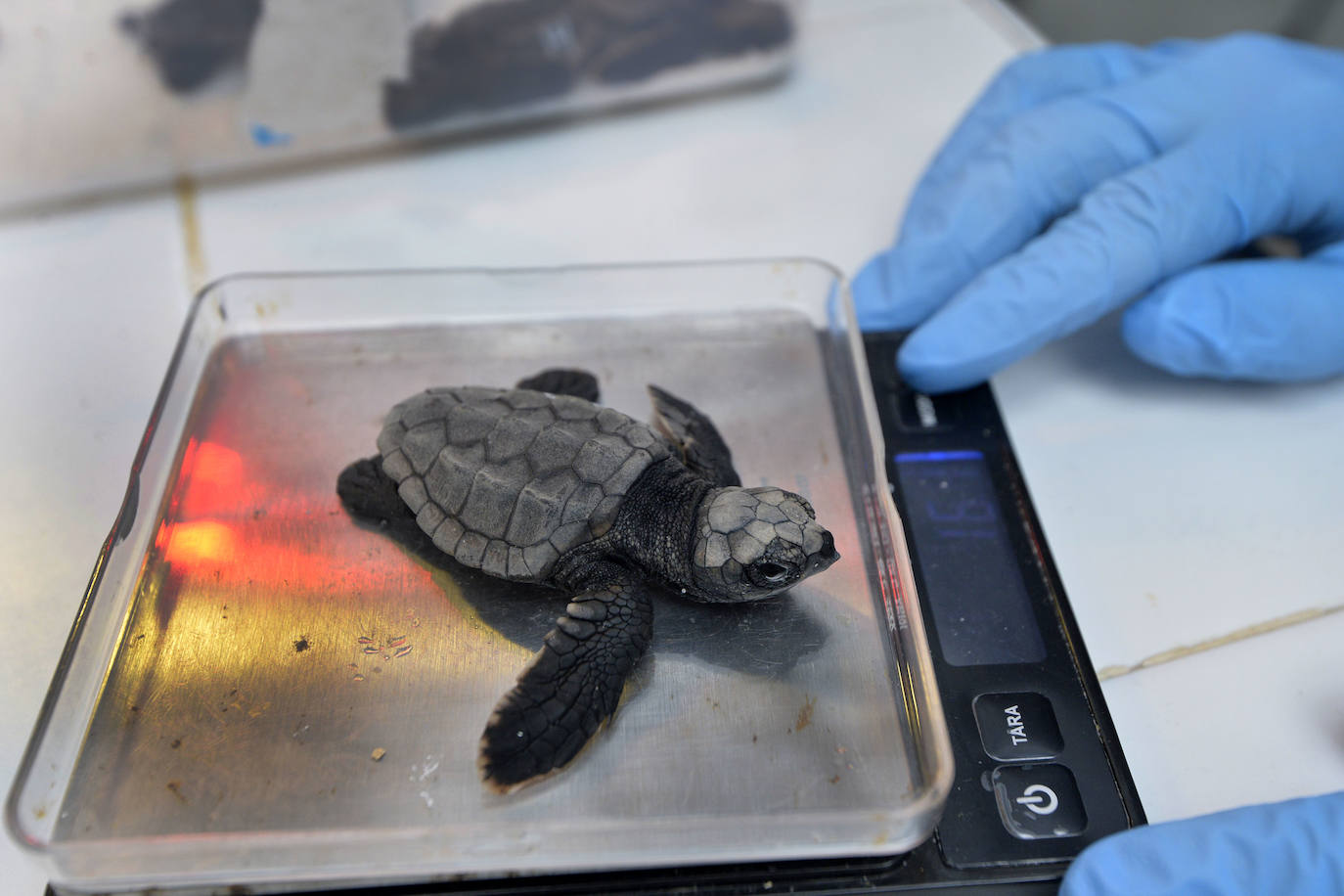 Fotos: 43 tortugas bobas