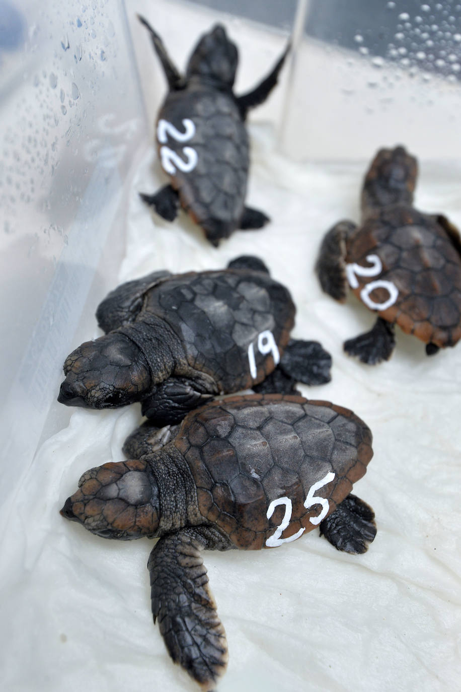 Fotos: 43 tortugas bobas