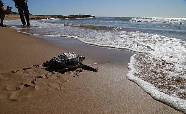 Una de las tortugas bobas liberadas este lunes en Calblanque.