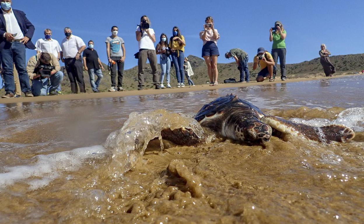 Puesta en libertad de las tortugas bobas en Calblanque, este lunes.