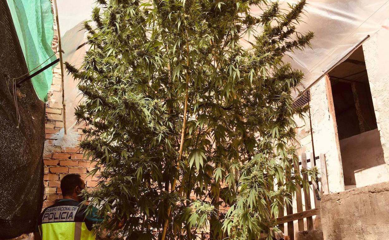 Detenida una pareja de Molina con un 'árbol' de marihuana en casa de más de 5 metros