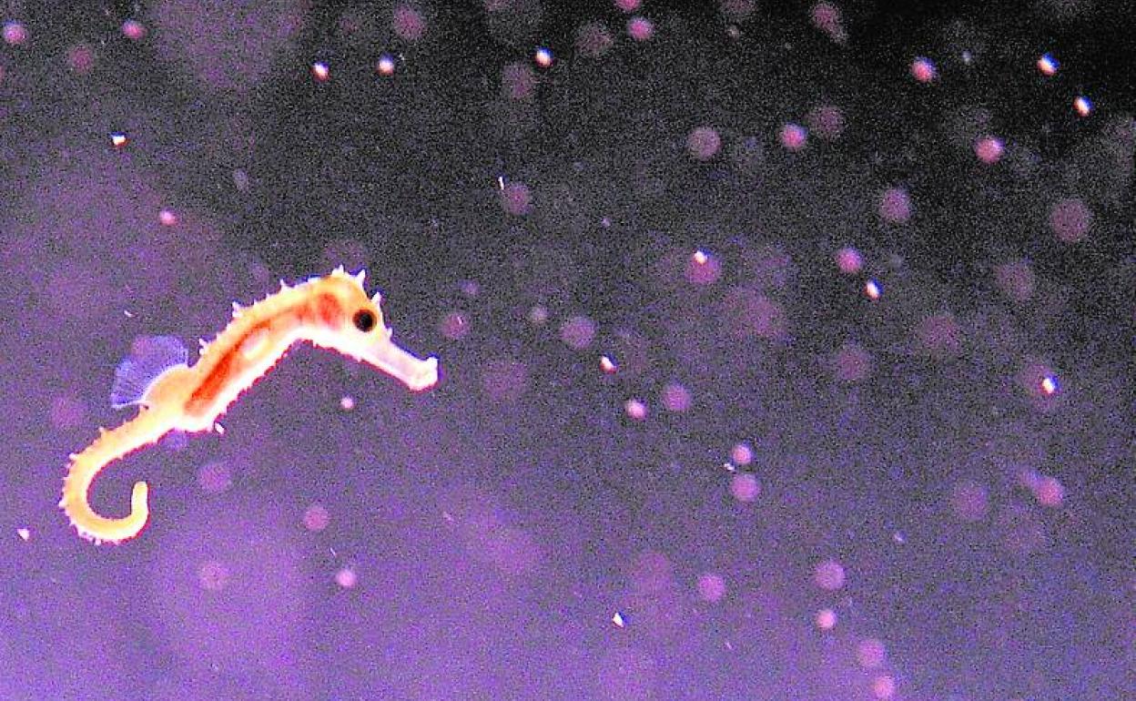Cría de caballito de mar, en el Acuario de la UMU.