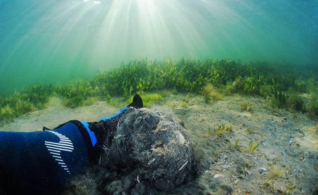 Imagen principal - Arriba, la mano del buceador destapa el fango en el fondo de la laguna. Abajo, a la izquierda, ascidias fijadas en un cabo. A la derecha, un ejemplar de 'Gobius cobitis', una de las especies más comunes del Mar Menor, ahora muy escasa. 