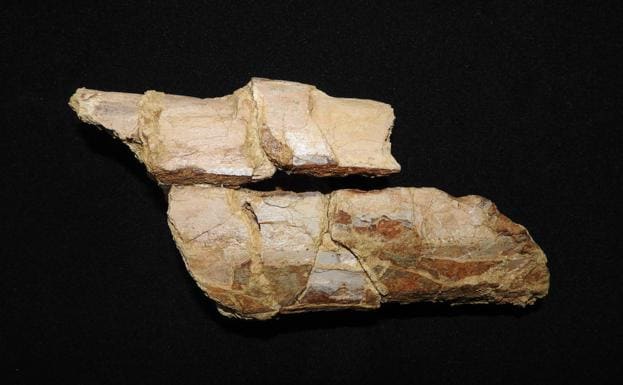 Fragmentos fosilizados de fémur hallados en Benizar en 2019.