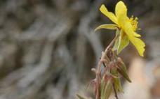 &#039;Helainthemum motae&#039;