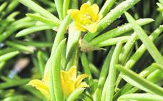 Esparraguera del Mar Menor