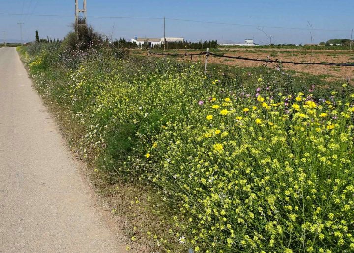 Seto en el borde de un área de cultivos. 