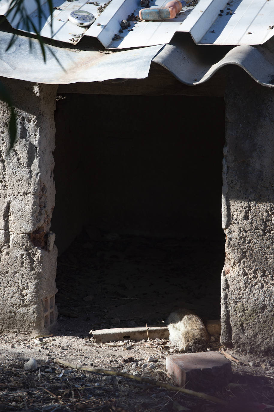 Fotos: Vecinos de Churra viven rodeados de solares con ratas
