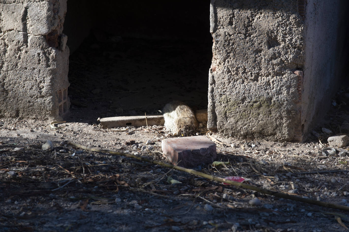 Fotos: Vecinos de Churra viven rodeados de solares con ratas
