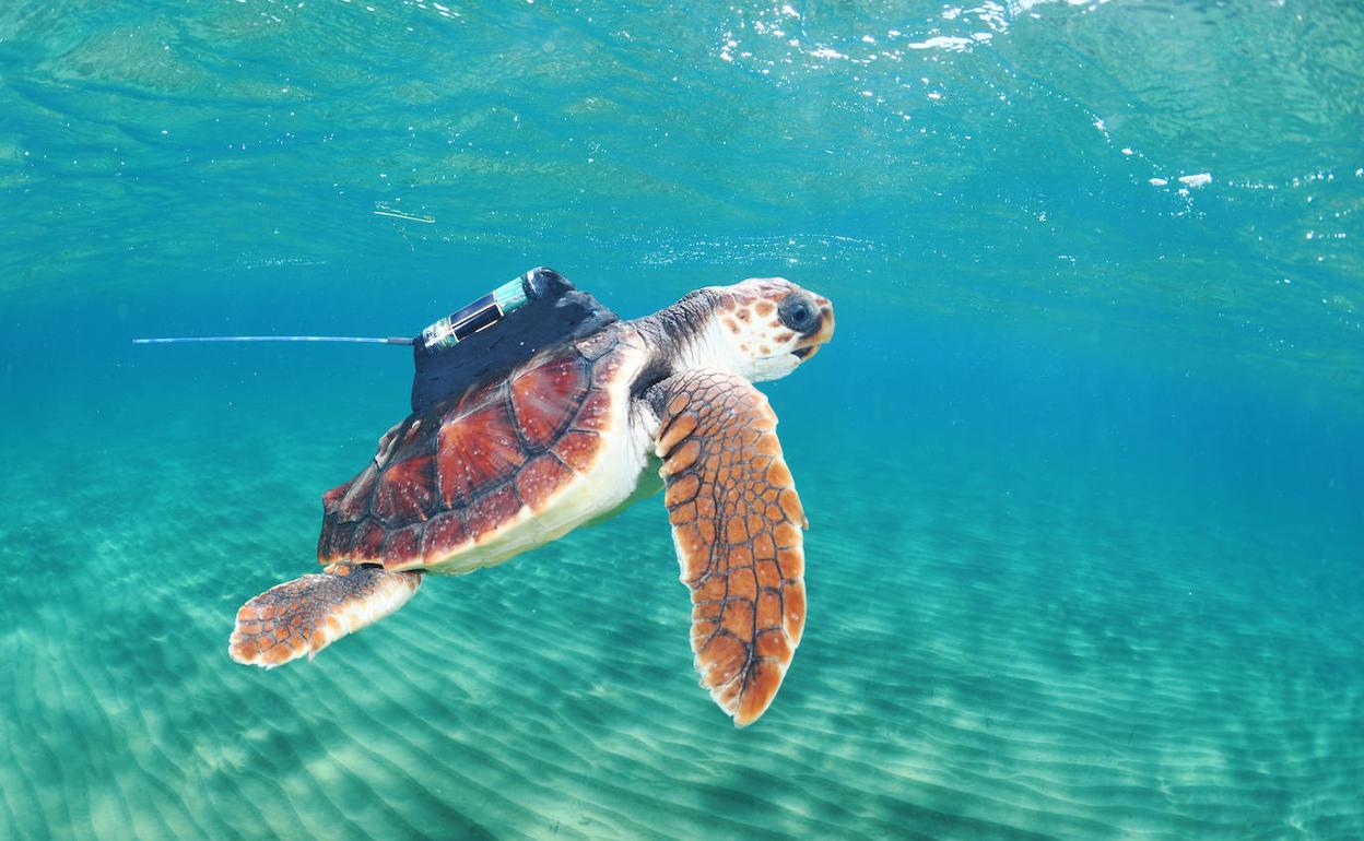 Una de las seis tortugas bobas equipadas con emisor por satélite, el día de su liberación en Cala Arturo (Calblanque).