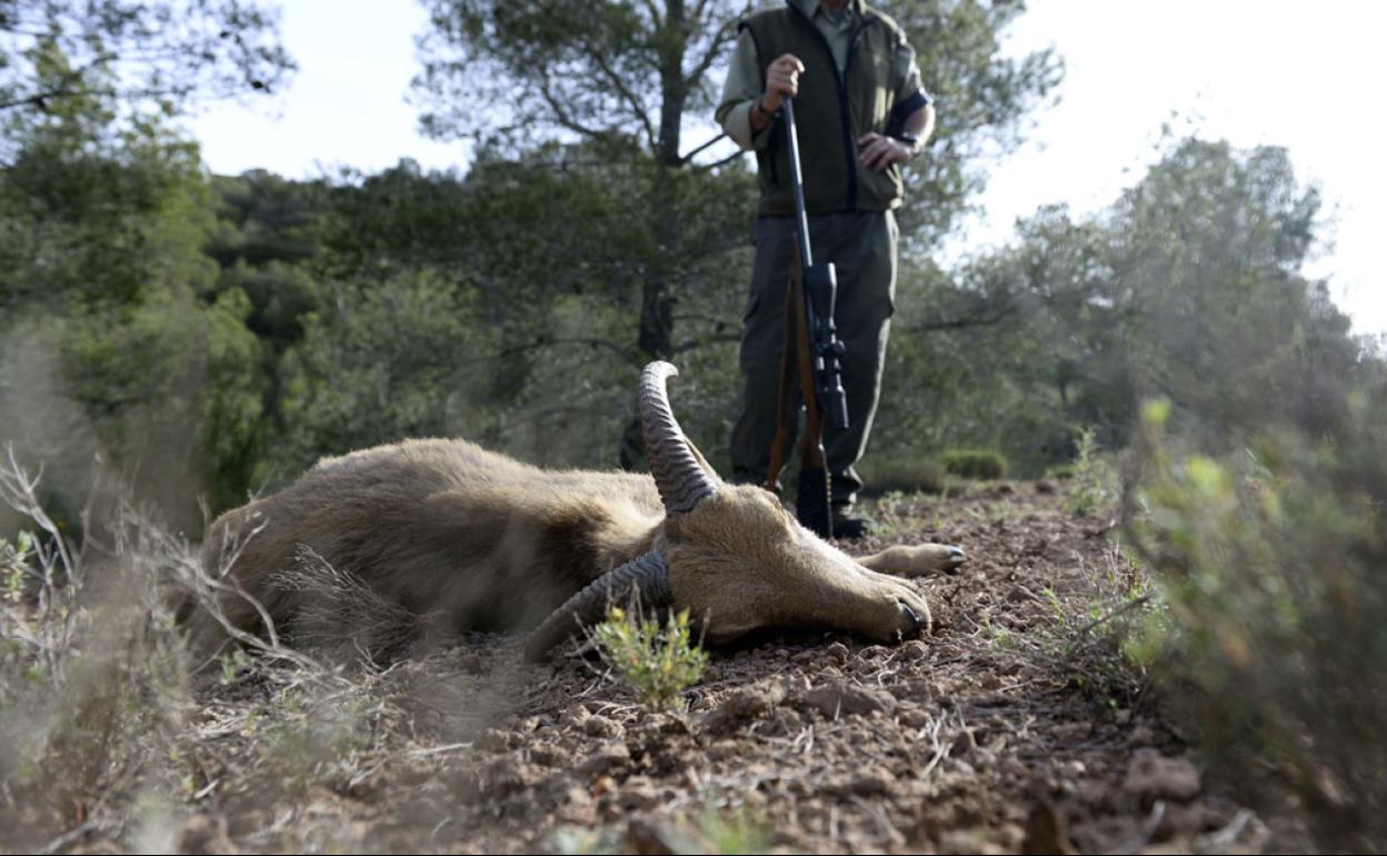 Arruí abatido en Sierra Espuña durante una campaña de control. 