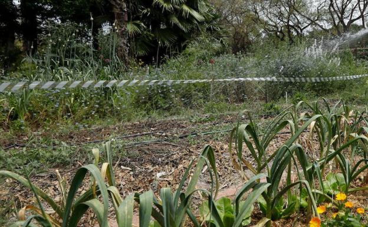 Huerto urbano en la Ronda Sur de Murcia, en una imagen de archivo. 