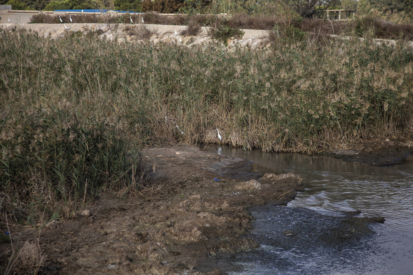 Fotos: El Albujón lleva 21 días vertiendo al Mar Menor debido a una rotura