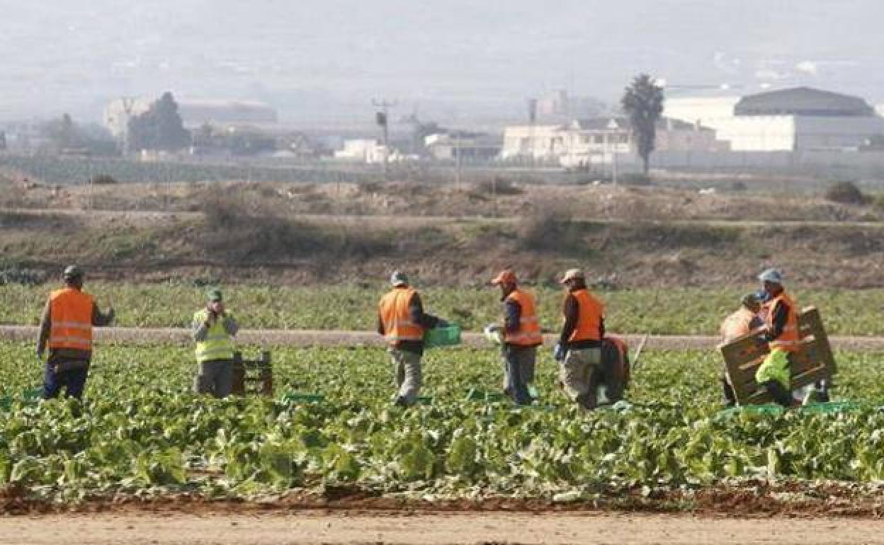Jornaleros en el campo de Cartagena, en una imagen de archivo. 