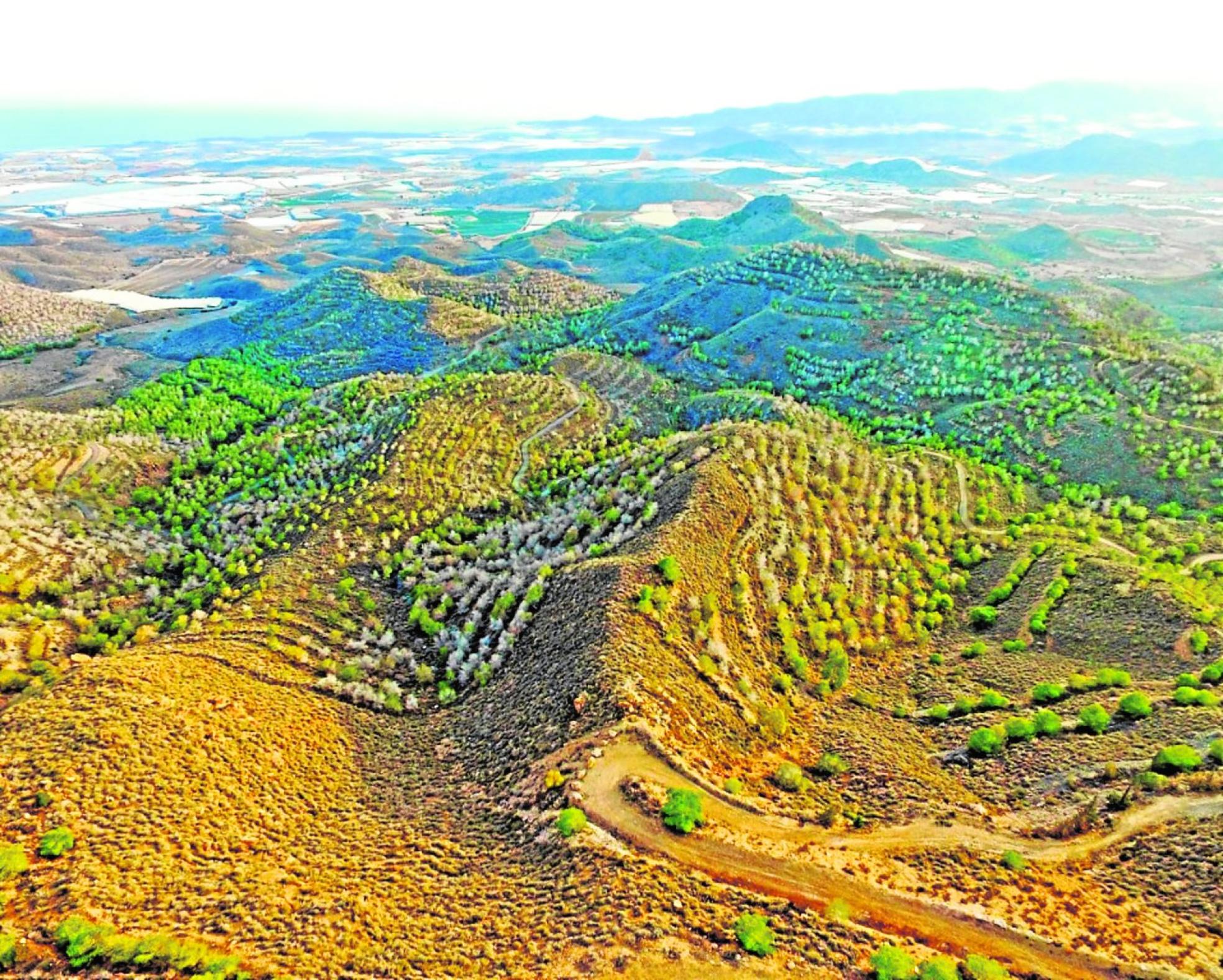 Efectos del cambio climático en montes mediterráneos. 