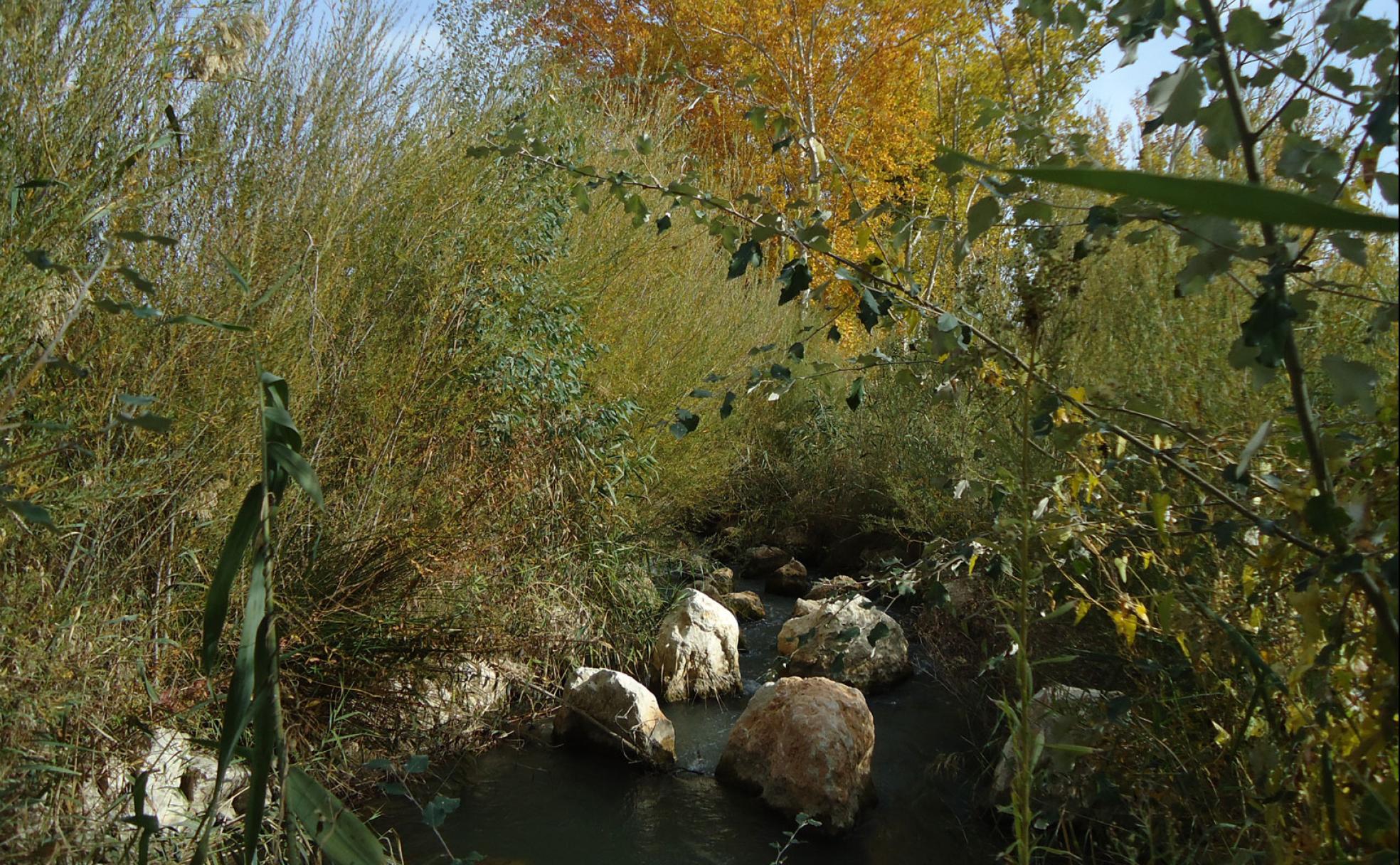Espacio de bosque de ribera. 