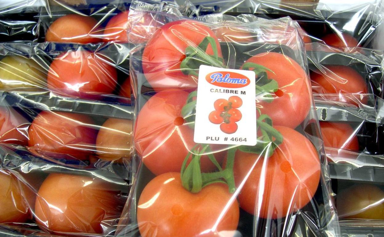 Tomate murciano preparado para su exportación.