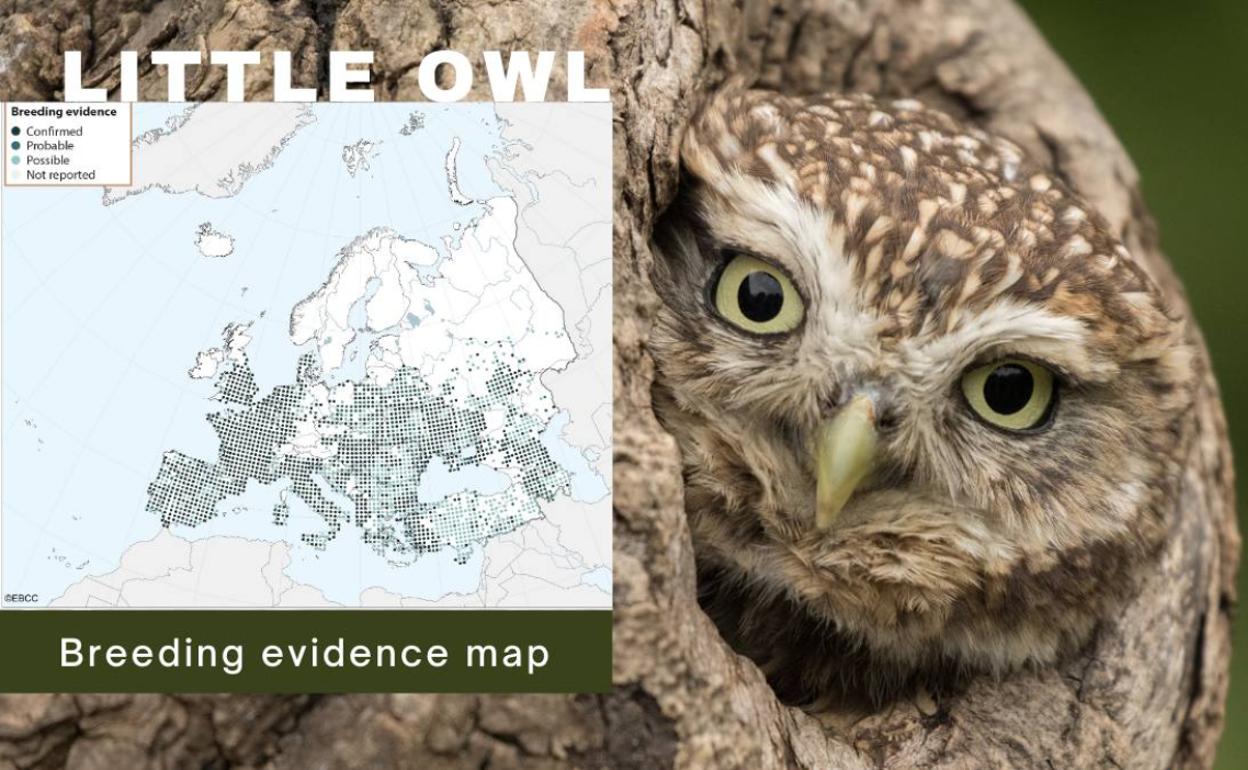 Ficha del mochuelo europeo.