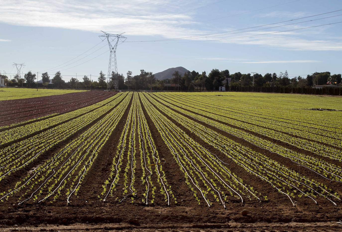 Fotos: Jornaleros del campo de Cartagena trabajan durante el día de la huelga