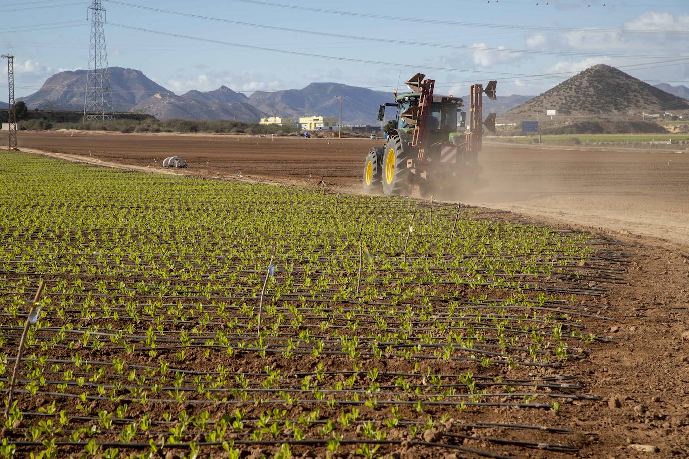 Fotos: Jornaleros del campo de Cartagena trabajan durante el día de la huelga