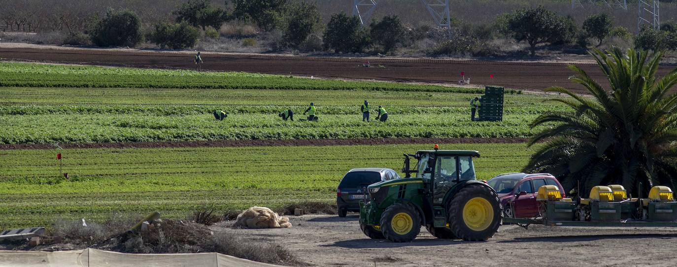 Fotos: Jornaleros del campo de Cartagena trabajan durante el día de la huelga