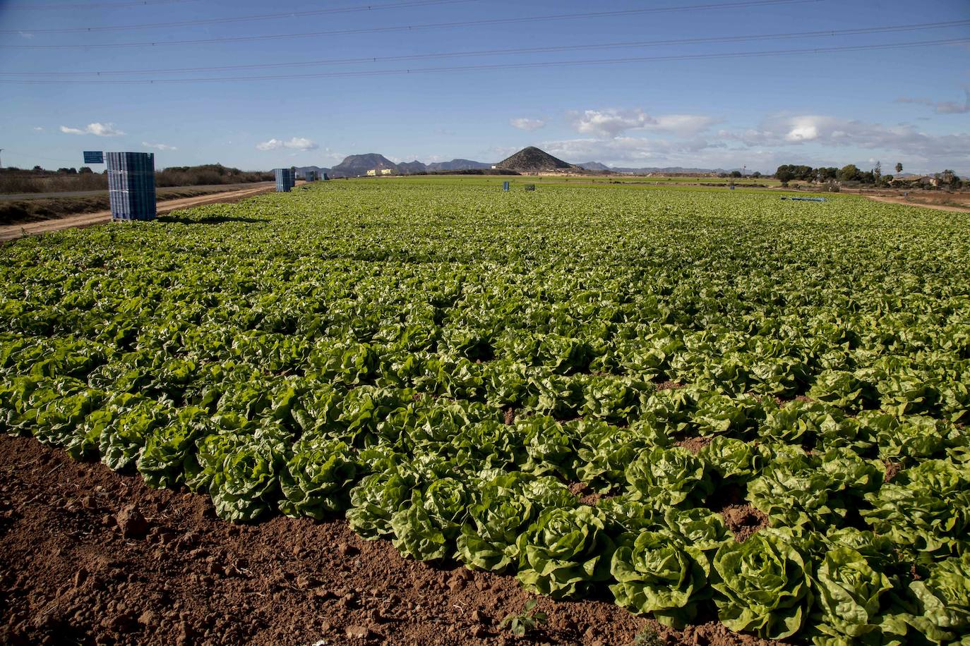 Fotos: Jornaleros del campo de Cartagena trabajan durante el día de la huelga