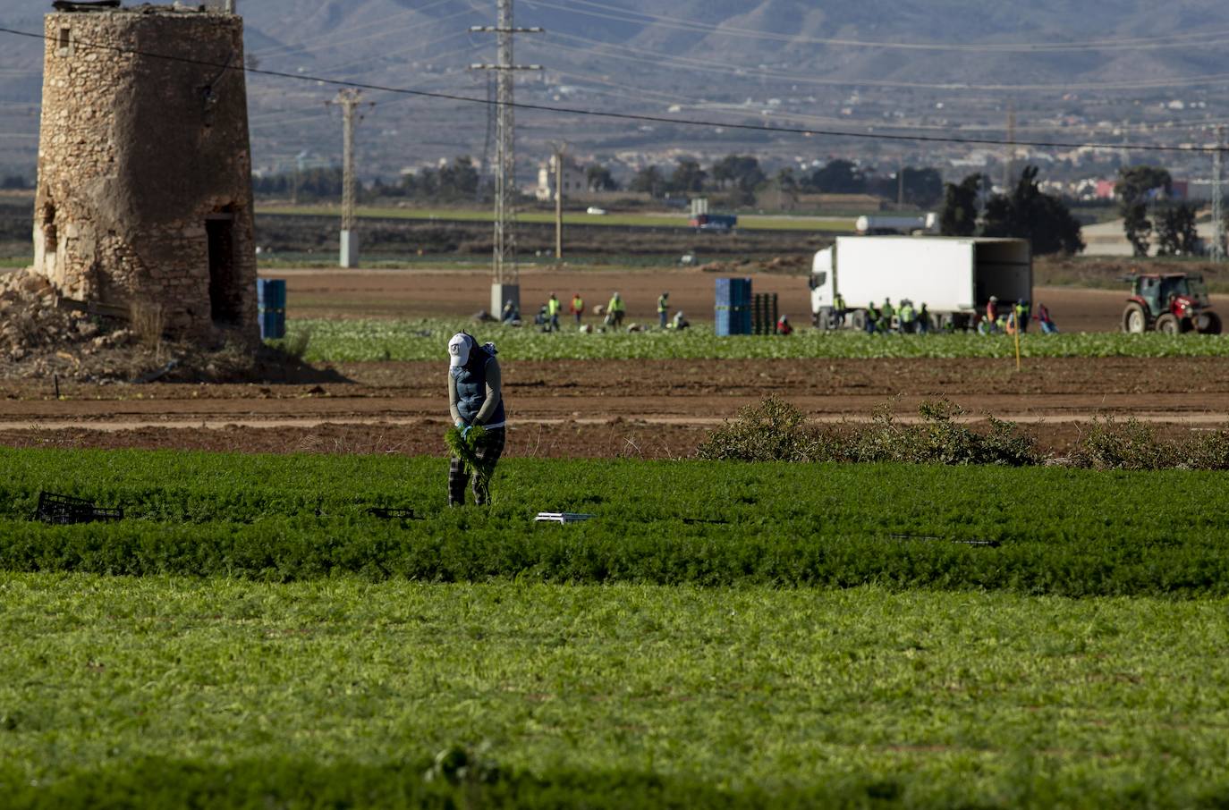 Fotos: Jornaleros del campo de Cartagena trabajan durante el día de la huelga
