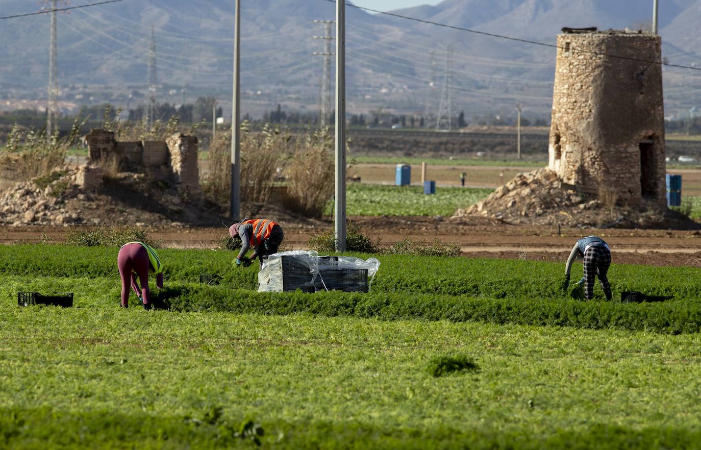 Fotos: Jornaleros del campo de Cartagena trabajan durante el día de la huelga