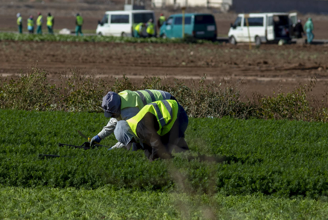 Fotos: Jornaleros del campo de Cartagena trabajan durante el día de la huelga