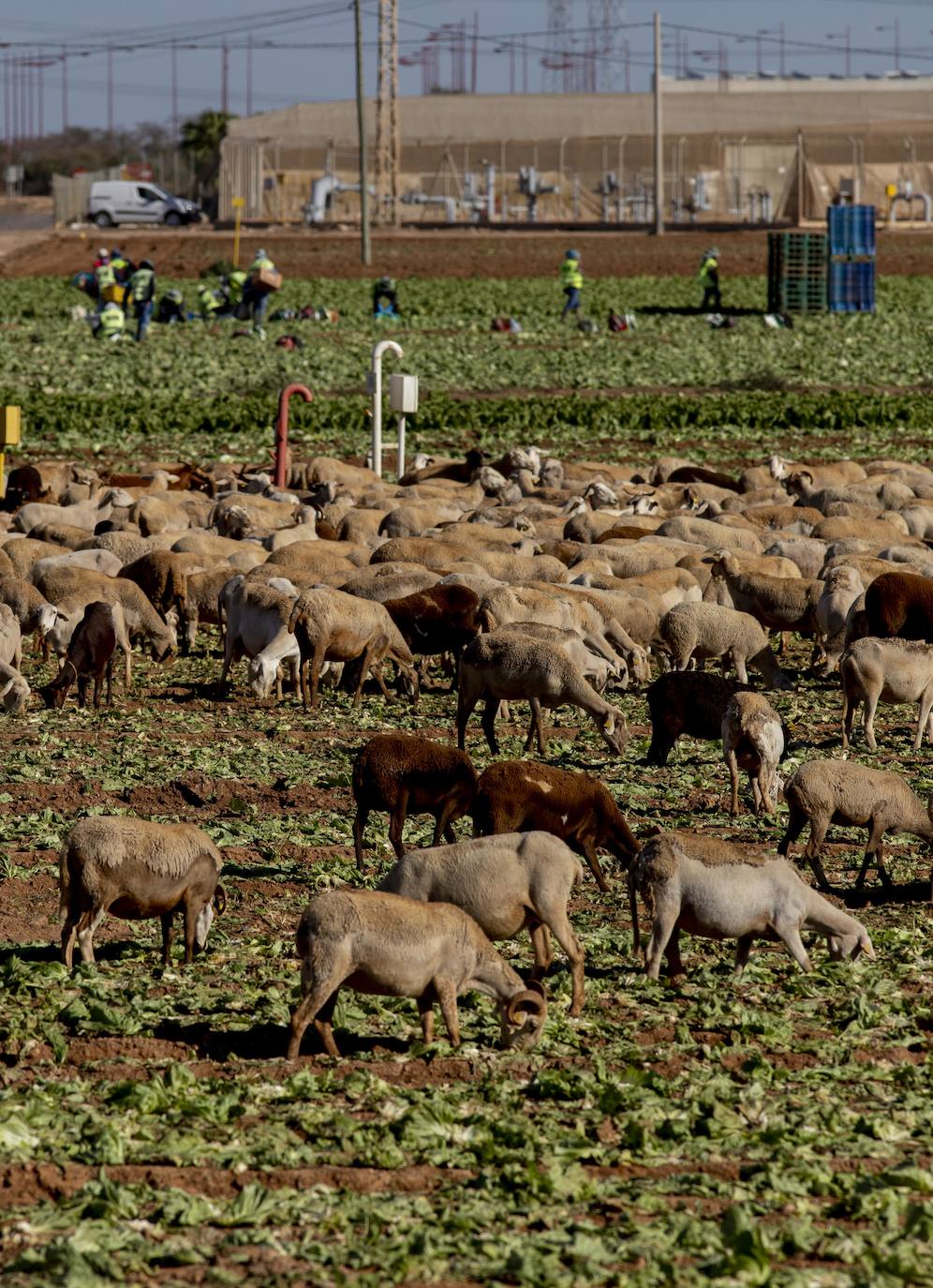 Fotos: Jornaleros del campo de Cartagena trabajan durante el día de la huelga