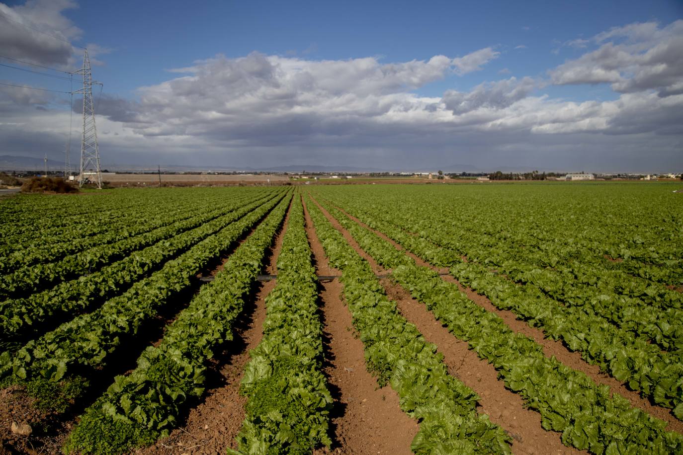 Fotos: Jornaleros del campo de Cartagena trabajan durante el día de la huelga