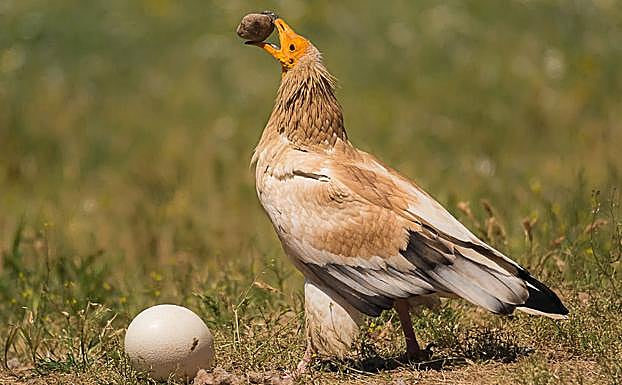 Un alimoche sirviéndose de una piedra para abrir un huevo de avestruz.