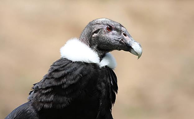 Cóndor andino.