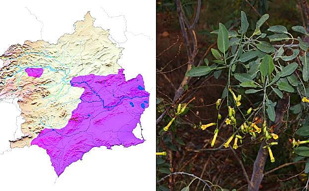 Tabaco moruno. La 'Nicotiana glauca', nativa del sur de América, es capaz de colonizar aquellas áreas que han sido desprovistas de vegetación por acción antrópica o natural. 