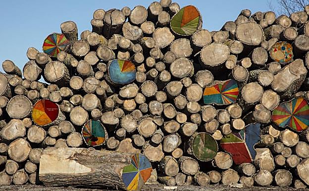 Troncos convertidos en gráficos de porcentajes por el artista de San Pedro del Pinatar.