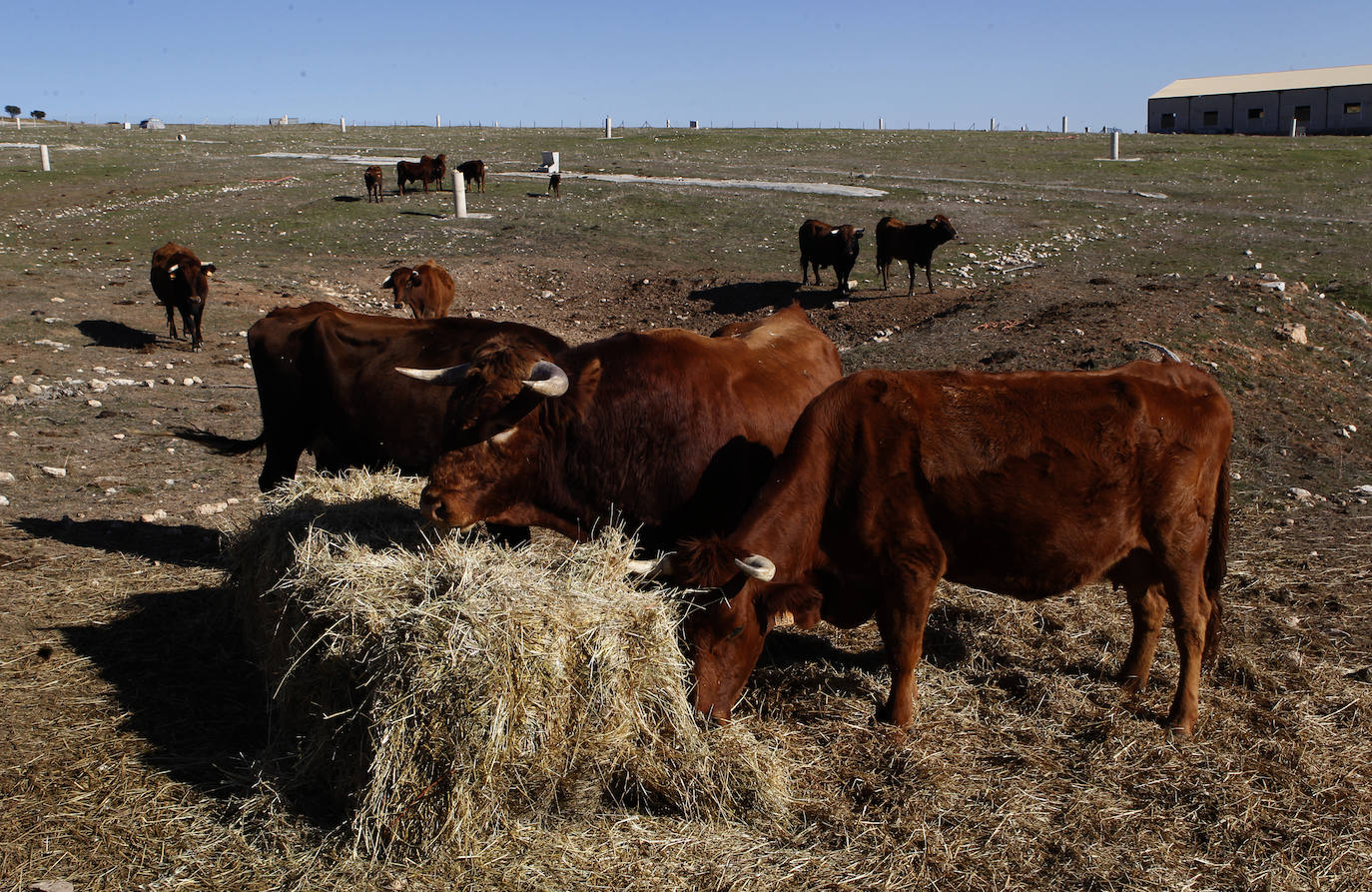 Fotos: Una nueva agricultura que cura la tierra