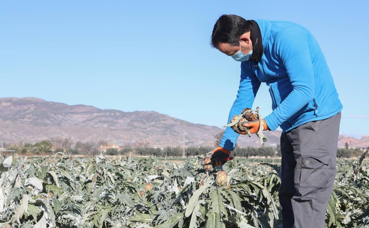 Un agricultor muestra el estado de los cultivos por las heladas, en Lorca.