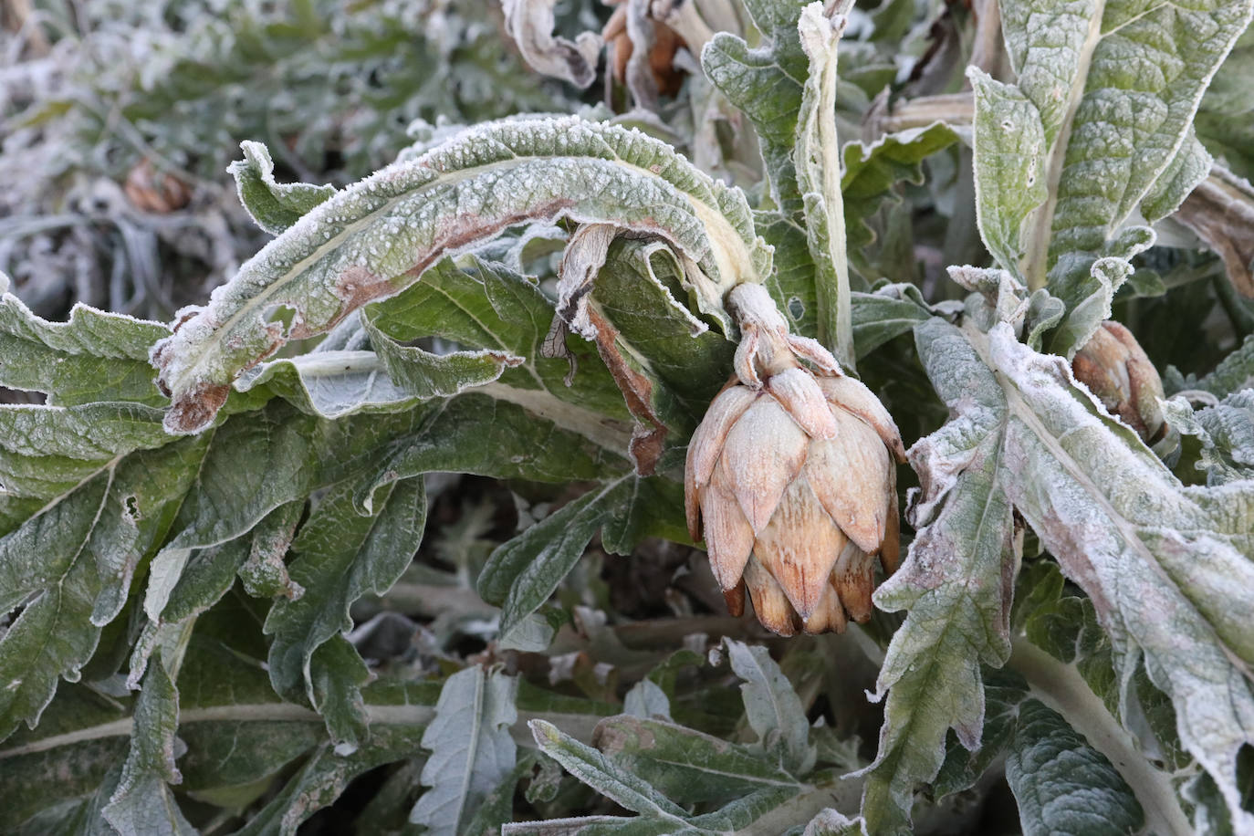 Fotos: Heladas en cultivos de la pedanía lorquina de Campillo