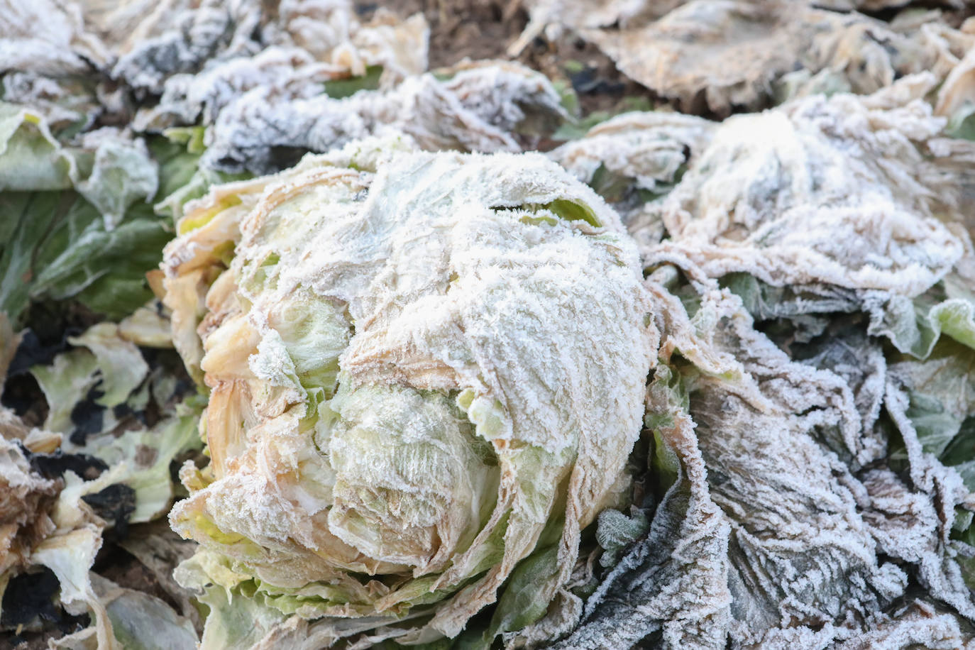 Fotos: Heladas en cultivos de la pedanía lorquina de Campillo